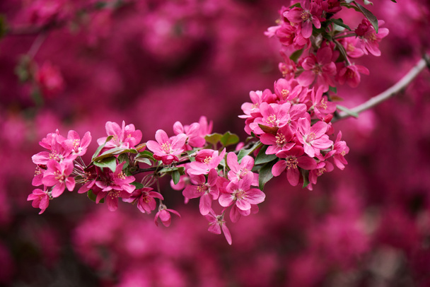 Nahaufnahme von schönen leuchtend rosa Mandelblüten auf Zweig  - Foto, Bild
