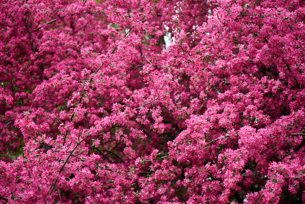 schöne leuchtend rosa Mandelblüten auf Zweigen - Foto, Bild