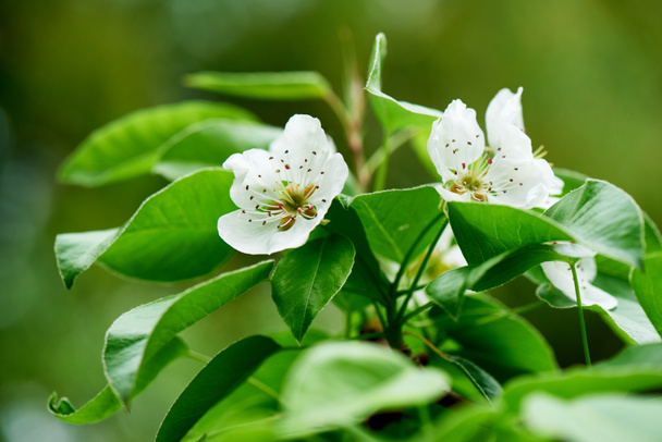 close-up view of beautiful blossoming cherry tree, selective focus - Valokuva, kuva