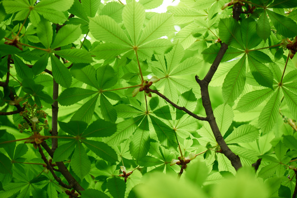 selective focus of beautiful chestnut tree with bright green leaves - Foto, Bild