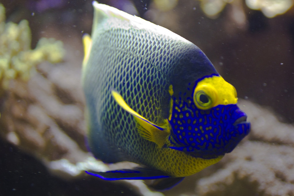 Blueface angelfish - Foto, Imagen