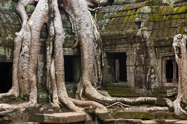 Храм Ангкор Ta Prohm - Фото, зображення