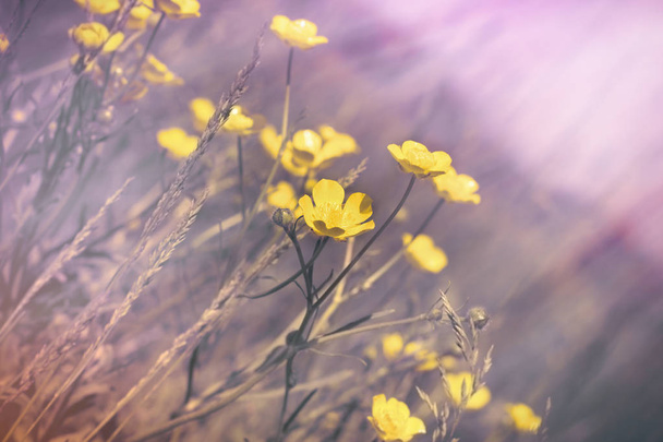 Butterblume auf der Wiese, gelbe Blumen im Gras - Foto, Bild