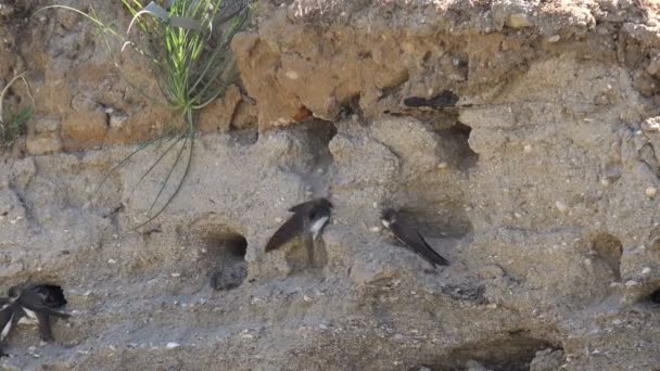 Pájaros veloces que entran y salen de agujeros en una pendiente en un entorno natural. La colonia de las golondrinas en la orilla empinada del río
 - Metraje, vídeo