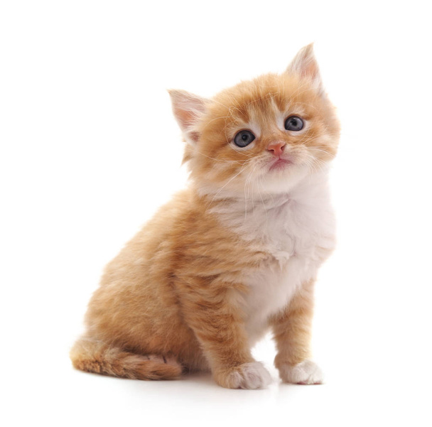 One brown kitten isolated on a white background. - Φωτογραφία, εικόνα