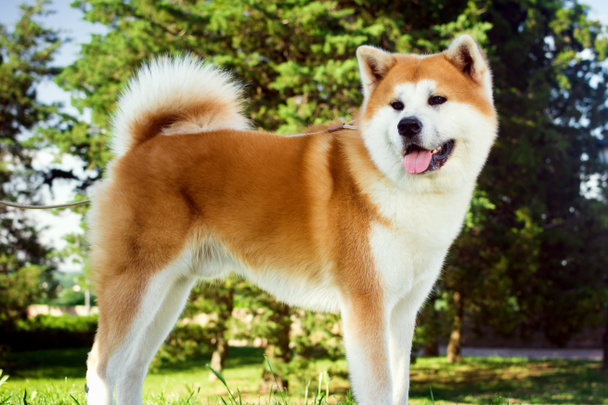 Beau chien akita est debout dans la nature dans le parc en plein air
. - Photo, image