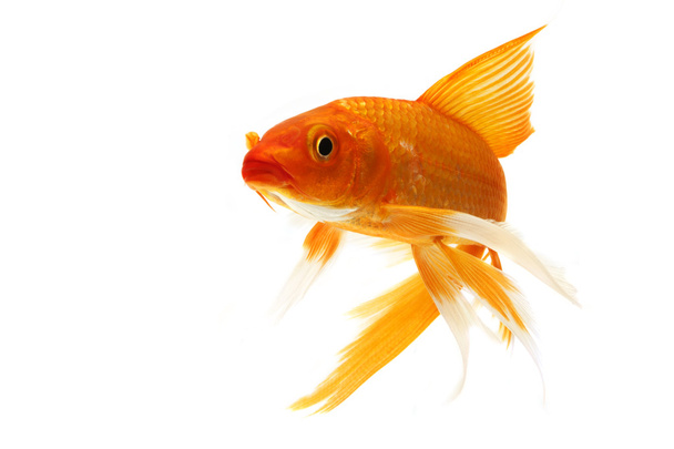 Golden Koi Fish - Photo, Image