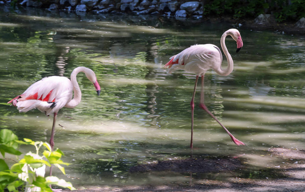 beautiful pink flamingos, birds on the shore of the pond, a warm spring day, - Φωτογραφία, εικόνα