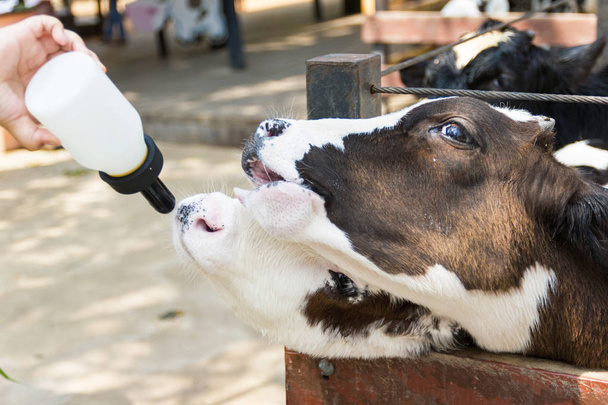 Closeup - Baby cow feeding on milk bottle by hand man in Thailand rearing farm. - Photo, Image