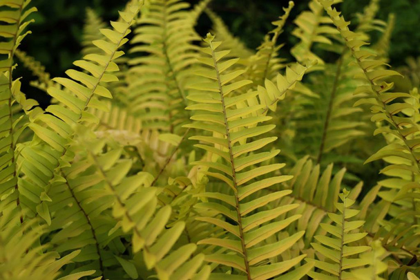 Sárga páfrány trópusi - Fotó, kép