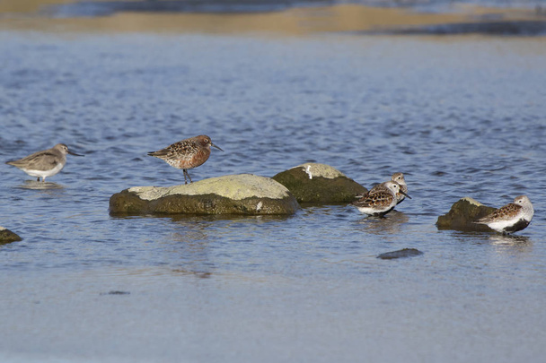 kızıl kum kuşu ayakta kuşlardırlar diğer türler tarafından çevrili bir nehir kıyısında bir kayanın üzerinde - Fotoğraf, Görsel