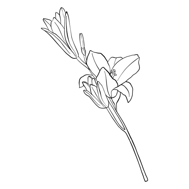 vector drawing flower - Vector, Imagen