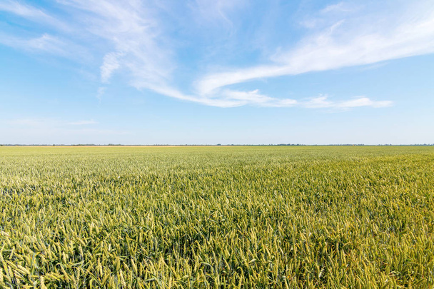 Green wheat field on sunny day. - Фото, зображення