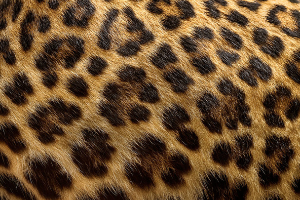 Close up leopard fur background. - Photo, Image