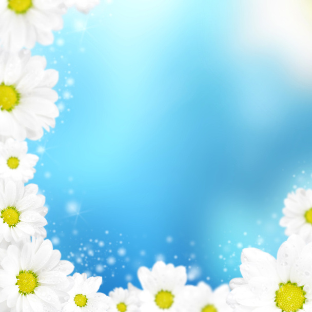 camomile floral frame on a blue background - Foto, afbeelding