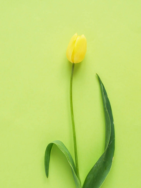 Fresh yellow tulip on vibrant green background - Fotó, kép