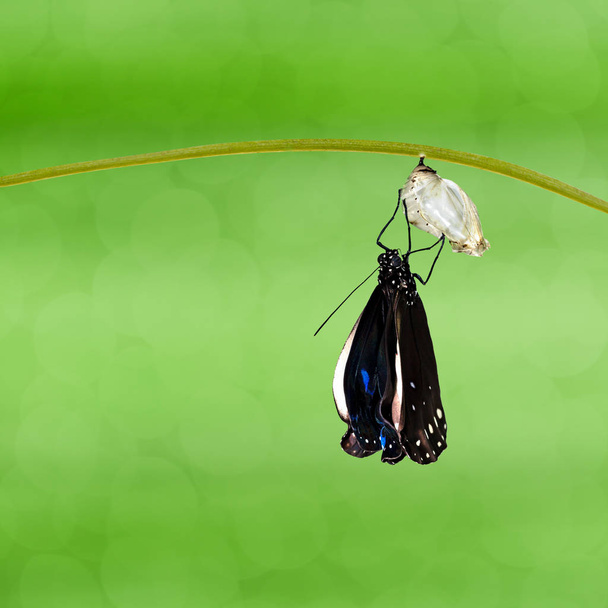 Dal yeşil arka plana sahip asılı pupa ortak karga kelebek (Euploea çekirdek) ortaya - Fotoğraf, Görsel