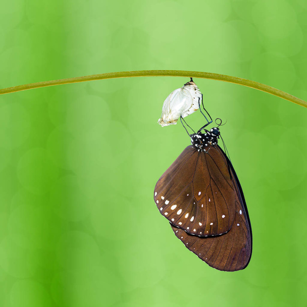 Common Crow butterfly ( Euploea core ) emerged from pupa hanging on twig with green background - Photo, Image