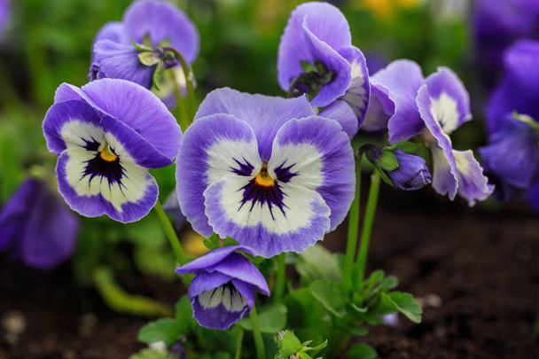 Viola cornuta, tufted pansy.  Colorful flowers of violets - Photo, Image