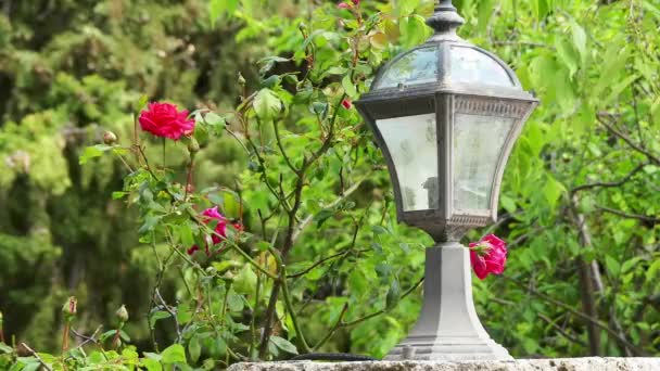 Hermosa linterna que se encuentra en el parque de la ciudad con rosas en flor
. - Imágenes, Vídeo