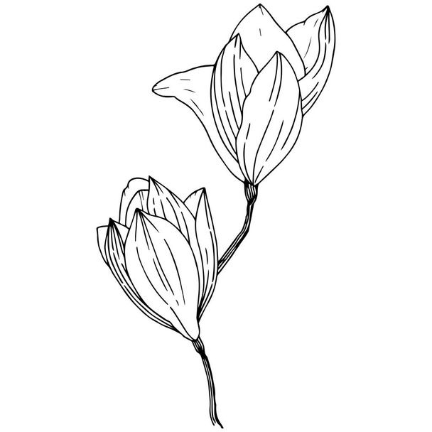 Magnolia en un estilo vectorial aislado. Nombre completo de la planta: Magnolia. Vector para fondo, textura, patrón de envoltura, marco o borde
. - Vector, imagen