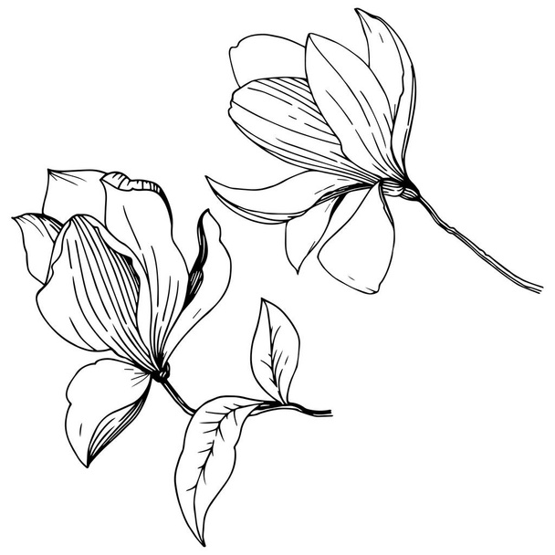 Magnólie ve stylu vektor, samostatný. Celé jméno rostliny: Magnolia. Vektorový pozadí, textura, souhrnný vzorek, rám nebo ohraničení. - Vektor, obrázek
