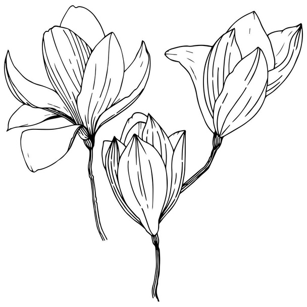 Magnolia σε ένα στυλ διάνυσμα απομονωμένη. Πλήρης ονομασία του φυτού: Magnolia. Διάνυσμα φόντο, υφή, μοτίβο περιτύλιγμα, καρέ ή σύνορα. - Διάνυσμα, εικόνα