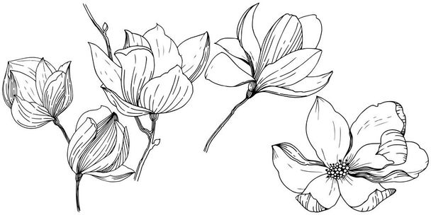 Magnolie im Vektorstil isoliert. voller Name der Pflanze: Magnolie. Vektor für Hintergrund, Textur, Wrappermuster, Rahmen oder Rahmen. - Vektor, Bild