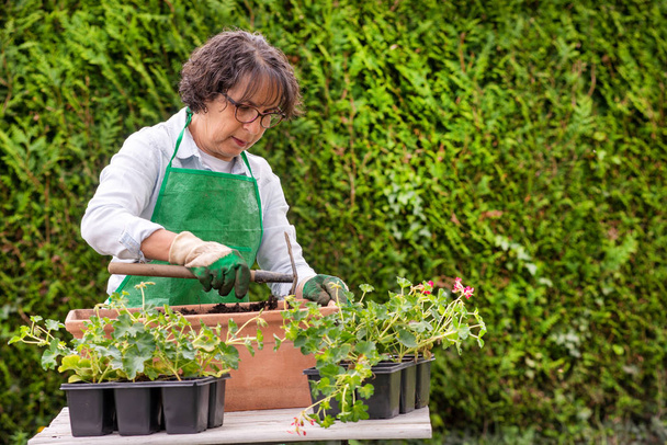 a woman with a green apron potting geranium flowers - Photo, Image