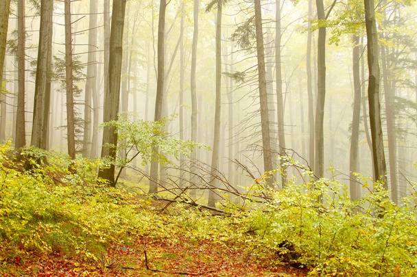 φθινόπωρο δάσος οξιών - Φωτογραφία, εικόνα
