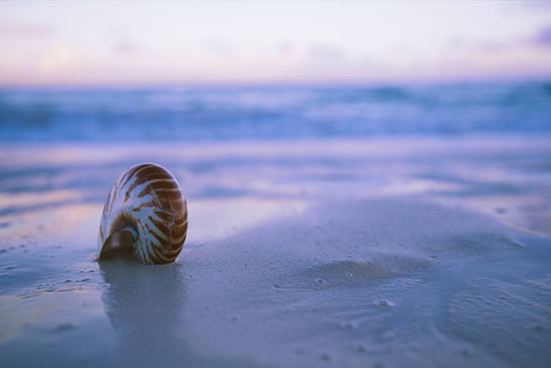 κοχύλι Ναυτίλος σε παραλία με άμμο σε λεπτή μπλε Ανατολή ηλίου φως - Φωτογραφία, εικόνα