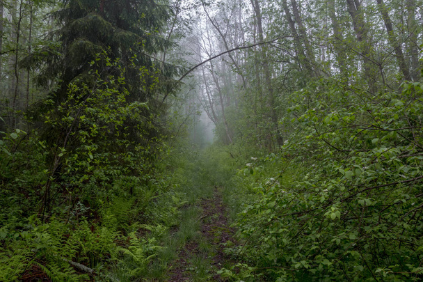 туман в лесу. Новгородская область Россия
 - Фото, изображение
