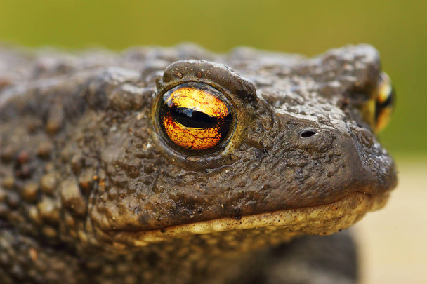 brown common toad portrait, closeup on the eye ( Bufo bufo ) - Photo, Image