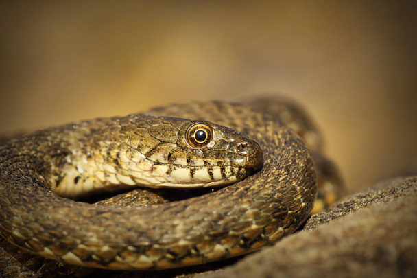 close up of dice snake ( Natrix tessellata ) - Photo, Image