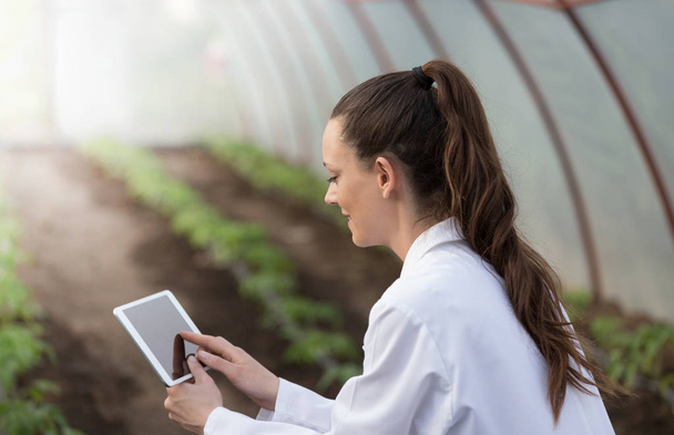 Mladá krásná žena agronom držení tabletu ve skleníku s Sazenice rajčat v pozadí - Fotografie, Obrázek
