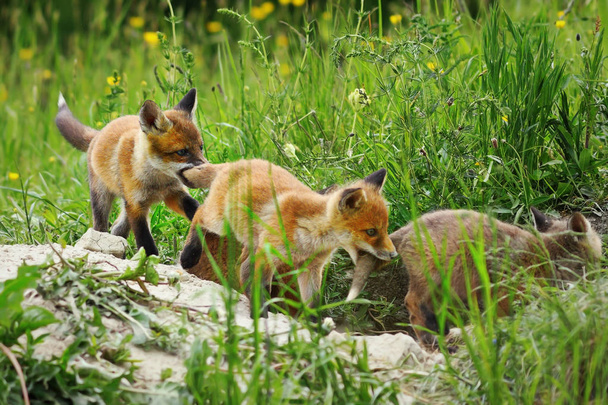 birlikte (Vulpes mağaranın yakınlarında oynayan sevimli Avrupa fox yavrularını ) - Fotoğraf, Görsel