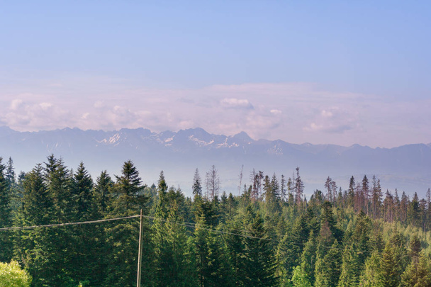 Altas coronas de árboles verdes y al fondo una vista de las montañas polacas de Tatra
 - Foto, imagen