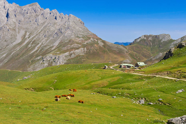 The Refuge of Aliva is located in the heart of Picos de Europa, between green valleys, spectacular rocky mountains and grazing cattle. Aliva (Camaleo), Fuente De. Picos de Europa, Cantabria, Spain - Photo, Image