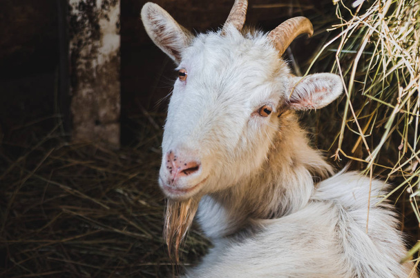 Horned white goat close-up - Fotografie, Obrázek