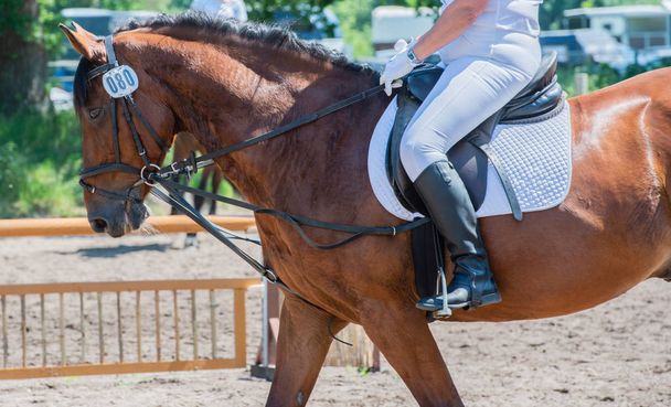Equestrian sport on a dressage course - Foto, Bild