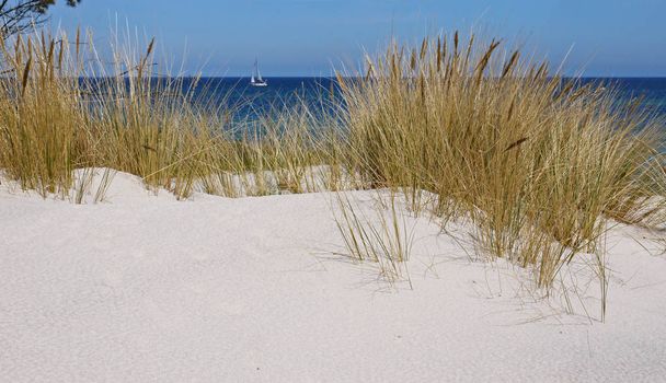HEL město v Polsku fotografie. Písečné duny na pobřeží Baltského moře. Bílá písečná pláž - Fotografie, Obrázek