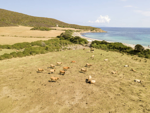 Vue aérienne de la plage de Tamarone, Plage de Tamarone, vaches broutant sur une prairie herbeuse près de la mer, péninsule du Cap Corse, Macinaggio, Corse, France
 - Photo, image