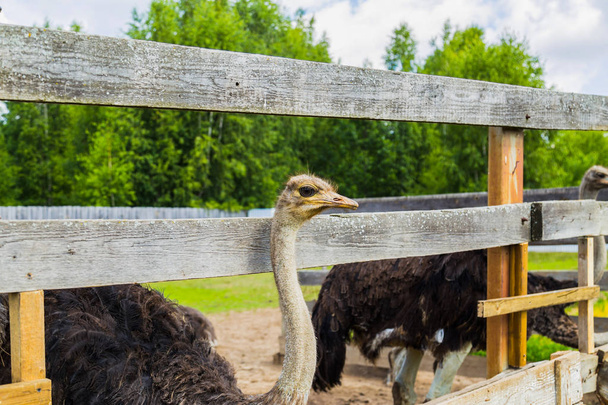 African ostrich at the farm - Фото, изображение