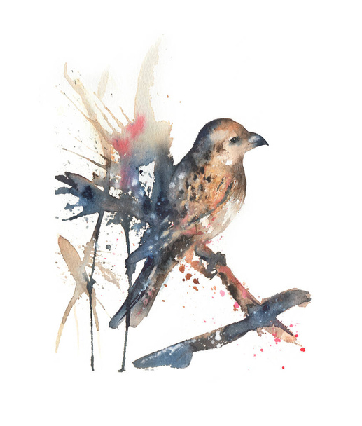 American nutcracker watercolor illustration. Hand drawn bird sitting on a branch. Isolated on white - Photo, image