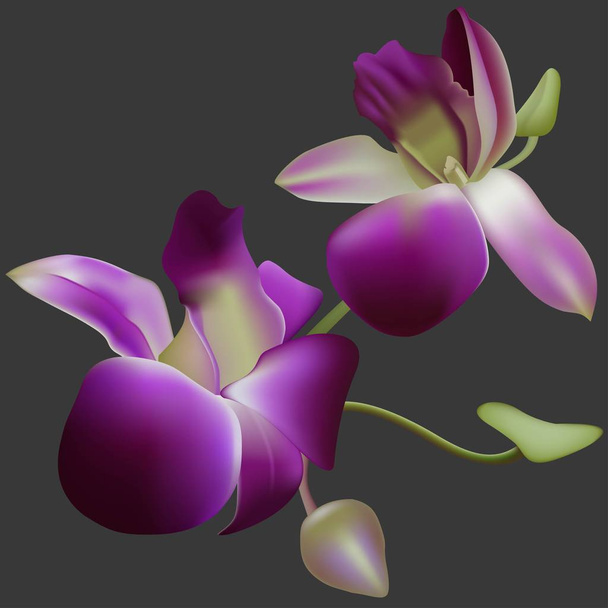 Realistic vector orchid. - Vecteur, image