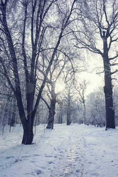 Talvi auringonnousu metsässä
 - Valokuva, kuva