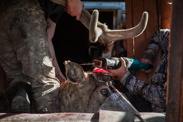 Cortar astas de altaico ciervo maral
 - Foto, imagen