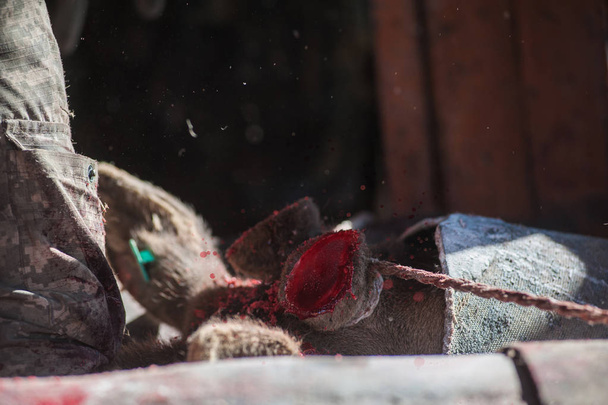 Cortar astas de altaico ciervo maral
 - Foto, Imagen