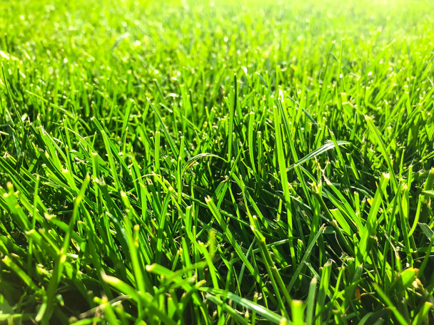 Zöld fű pázsit Vértes - Fotó, kép