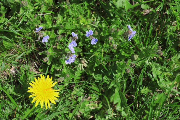 Dandelion and germander speedwell (Veronica chamaedrys) in the meadow in the springtime - Photo, Image